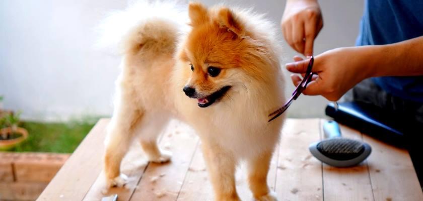 Pomeranian Boo’ların Bakımını Kolaylaştıracak Altın Değerindeki Tavsiyeler 