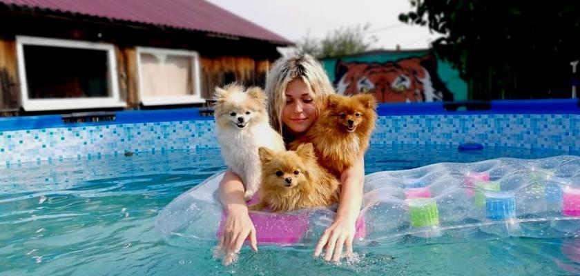 Yaz Aylarında Pomeranian Boo Bakımı