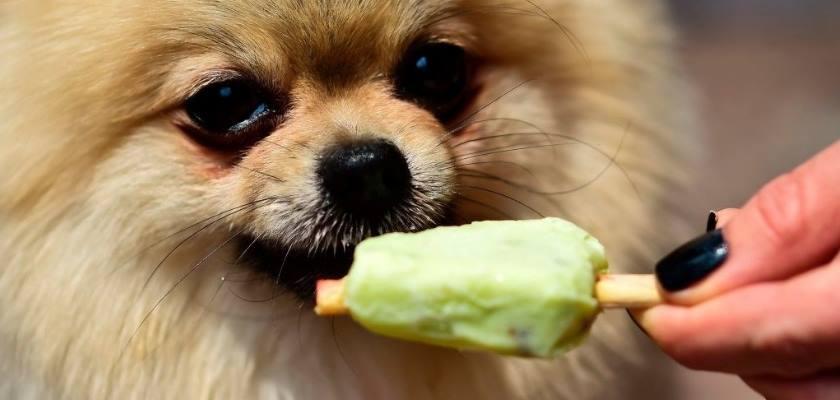 Pomeranian Beslenme Alışkanlıkları İle İlgili Bilinmesi Gereken 10 Esas