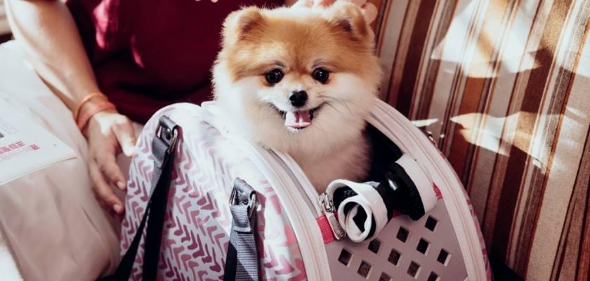 Pomeranian Sahibinin Çantasında Olması Gereken 5 Önemli Eşya
