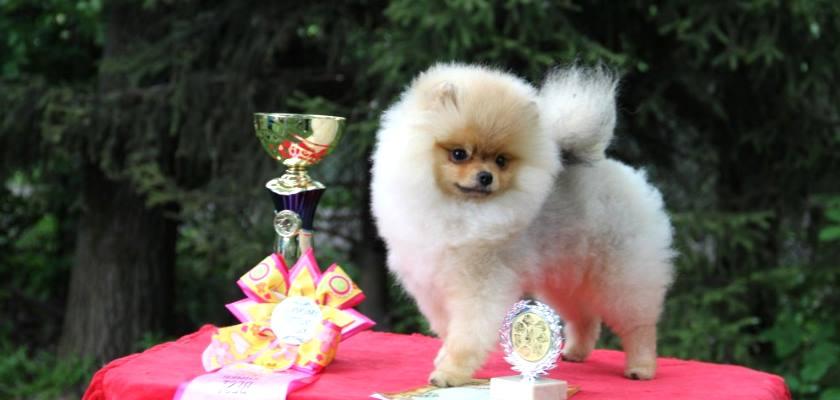 Pomeranian Boo'dan Yarışma Köpeği Yaratmak 