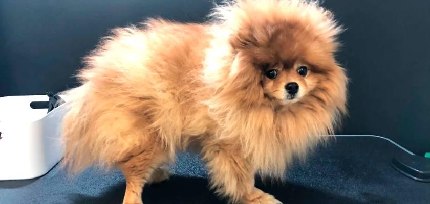 POMERANİAN BOO GENETİK HASTALIKLARI